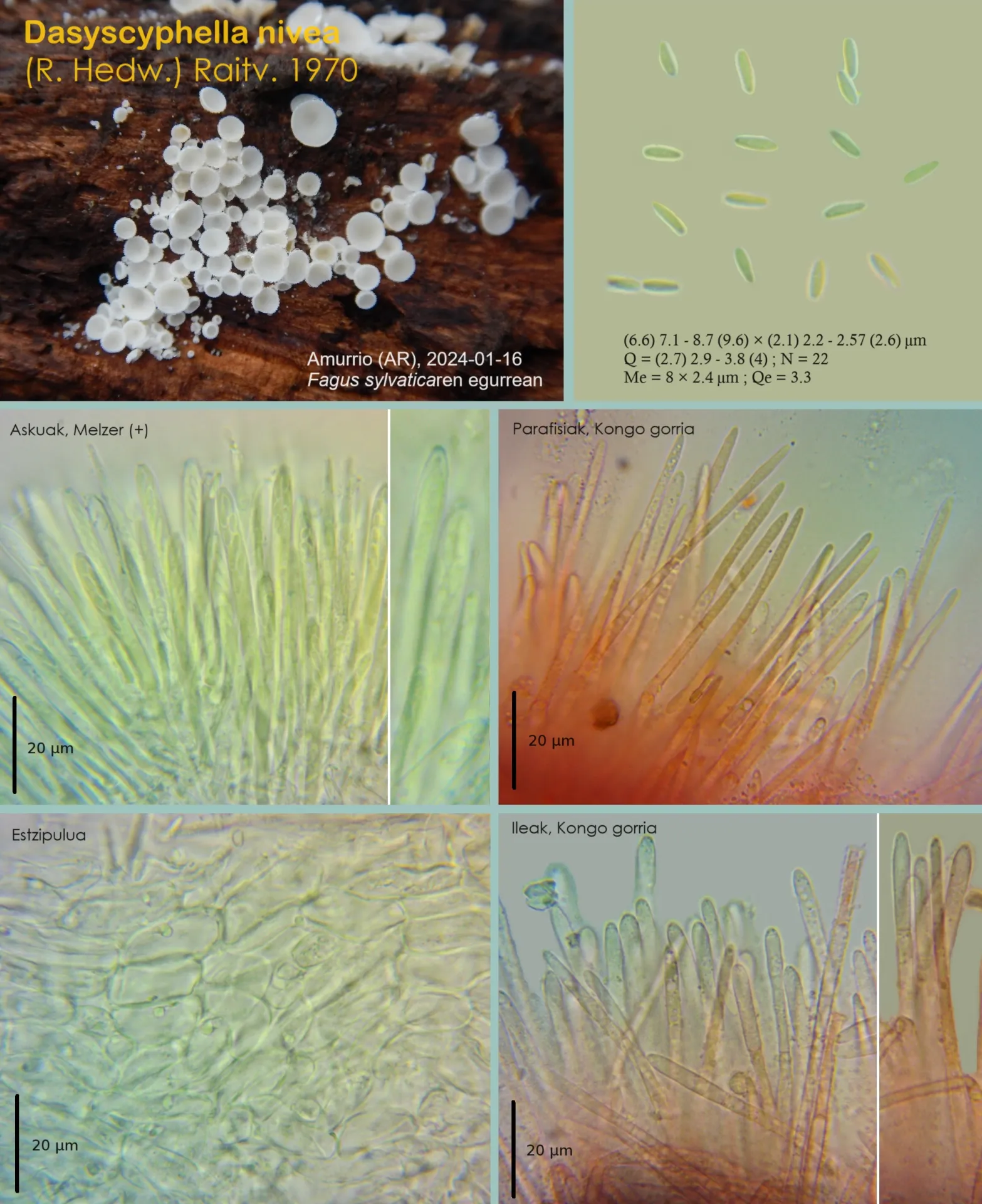 Dasyscyphella nivea